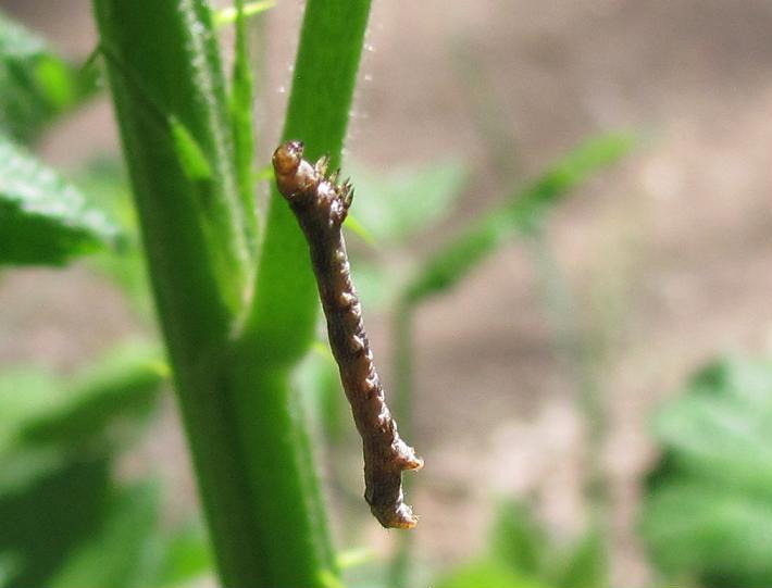 Bruco da ID - Geometridae